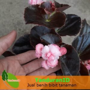 Begonia Double Pink Rose