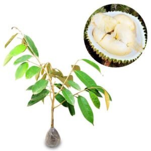 Durian Sitokong