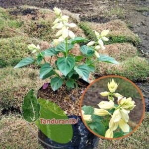 Salvia Putih