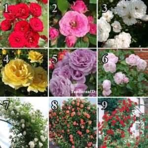 Paket Tanaman Bunga Mawar Floribunda 9 Pcs