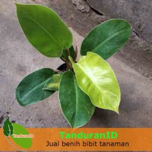 Philodendron Moonlight