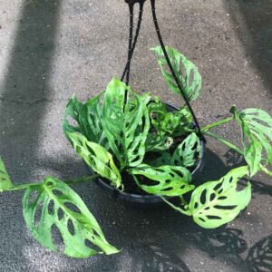 Philodendron Swiss