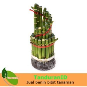 Bambu Rejeki Spiral