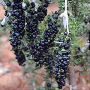 Black Gojiberry