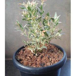 Pucuk Merah Variegata