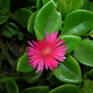 Baby Sun Rose