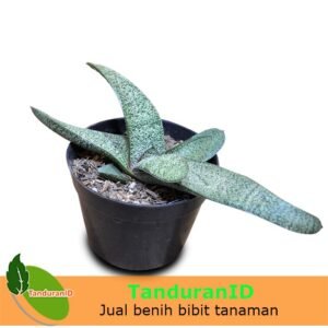 Gasteria baylissiana