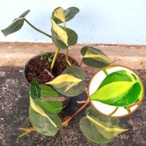 Philodendron Brazil