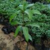 Mangga Nam Doc Mai - Gambar 2