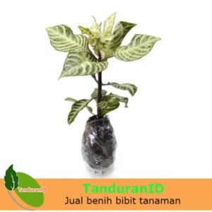 Aphelandra Zebra