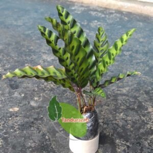 Calathea Lancifolia