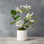 Madagascar Jasmine (Stephanotis floribunda)
