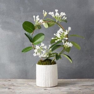 Madagascar Jasmine (Stephanotis floribunda)