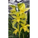 Anggrek Cymbidium Golden Boy