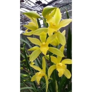 Anggrek Cymbidium Golden Boy