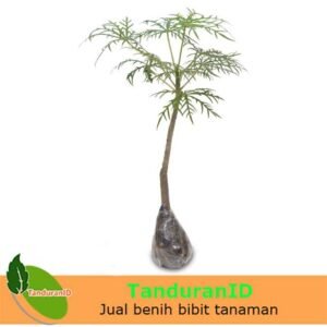 Jarak Tintir ( Yodium )