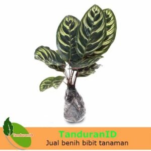 Calathea Makoyana