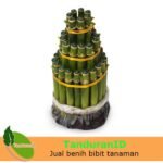 Bambu Rejeki Pagoda 3 Tingkat