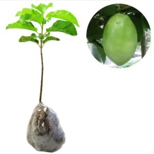 Giant Markisa (Markisa Besar)
