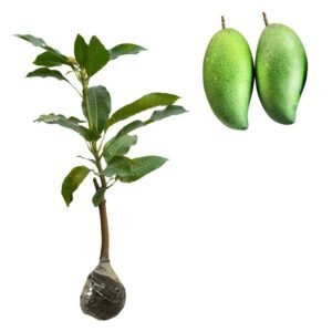 Mangga Falan