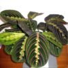 Calathea Striped Pink - Gambar 2