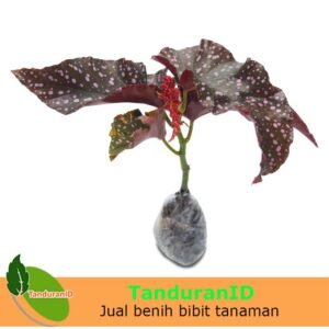 Begonia Craklin