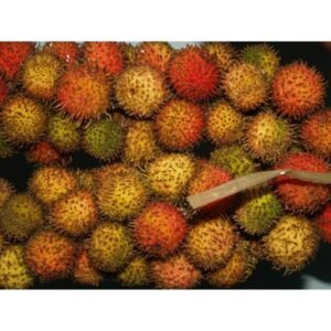 Rambutan Rapiah