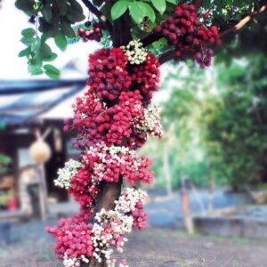 Jambu Air Bira ( Jambu Irian )