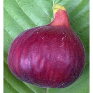 Tin Red Palestine ( Khurtmani Fig )