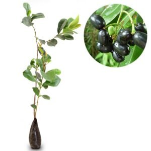 Juwet Jamblang Hitam