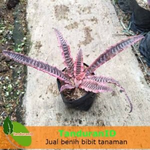 Cyptantus Tokek Merah