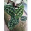 Calathea Peacock - Gambar 2