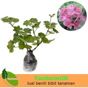 Geranium Pink ( pelargonium )
