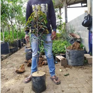 Durian D24 Tinggi 1 Meter