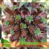 Nanas Mahkota - Gambar 2