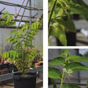 Kersen Jamaican Cherry