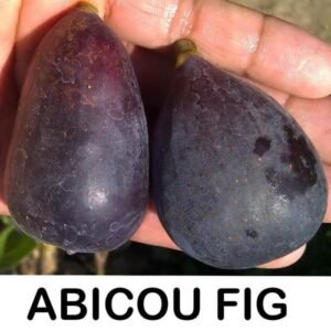 Tin Abicou