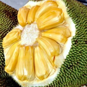 Nangka Madu