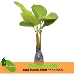 Pisang Calathea