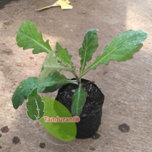 Daun Dewa