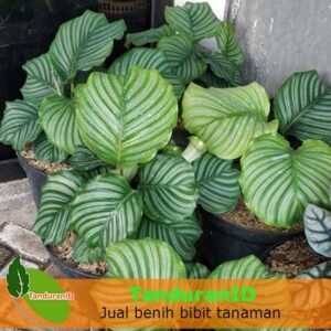 Calathea Orbifolia Atau Calathea Presiden