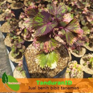 Bunga Miana Serit Batik