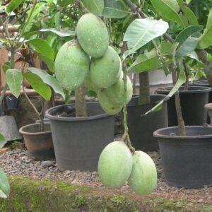 Mangga Manalagi