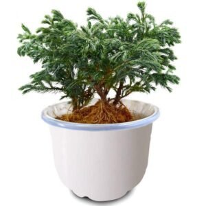 Cemara Silver Pine