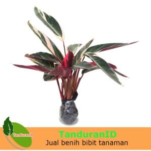 Calathea Multicolour