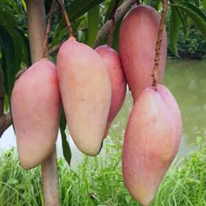 Mangga Red Ivory