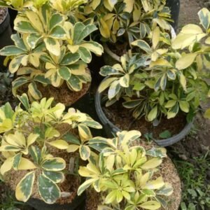 Walisongo Variegata