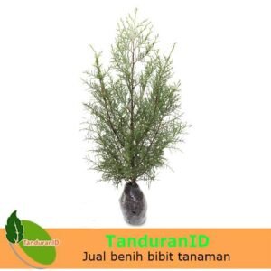 Cemara Renthes
