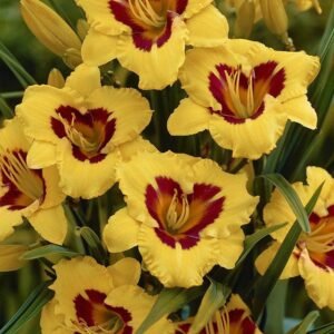 Black Eyed Daylily