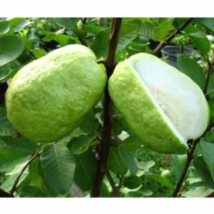 Jambu Sukun Kristal